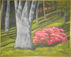 azaleas