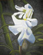 orchid