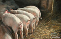 pigs